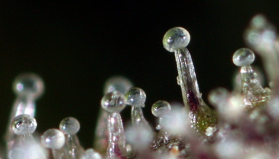 Macro detail of clean cannabis trichomes